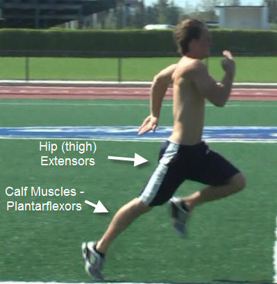 Hip Extensors used in the push phase of running