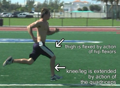 Thigh Flexors help increase stride length and speed
