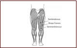 Knee/Leg Flexors (Hamstrings)