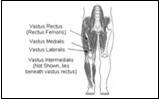 Knee/Leg Extensors (Quadriceps)