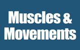 (dup) Section 4 - Muscles and Movements