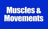 Section 4 - Muscles and Movements