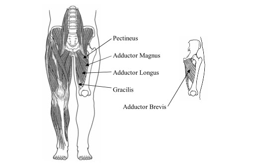 hip adductor muscles