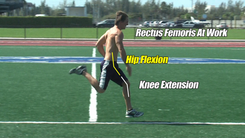 rectus femoris hip flexion knee extension