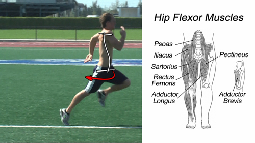 hip or thigh flexor muscles