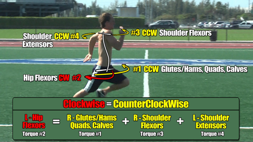 running speed torques must counterbalance hip flexors glutes hams shoulders