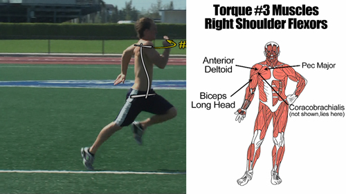 shoulder flexor muscles that produce body torque
