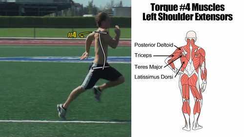 shoulder extensors produce torque on body