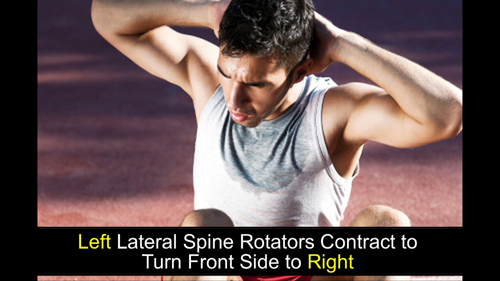 Left lateral spine rotators contracting
