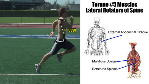 Torque 5 Muscles are Lateral Rotators of Spine