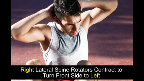 right lateral spine rotators contracting
